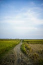 rice fields in the daytime with footpaths and blue sky Royalty Free Stock Photo