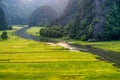 Rice fields in the early morning at Tam Coc, Ninh Binh, Vietnam Royalty Free Stock Photo