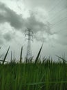 rice fields and electricity towers in the afternoon in Indonesia Royalty Free Stock Photo