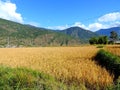 Rice fields enroute Chimi Lhakhang, Bhutan Royalty Free Stock Photo