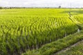 Rice fields in the evening on Bali Royalty Free Stock Photo