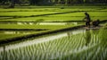 Rice fields of the farmers in lush green. Royalty Free Stock Photo