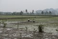 Rice fields with farmers. Nimh Binh, Vietnam.