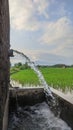 Rice Fields Royalty Free Stock Photo