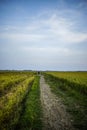 rice fields, footpaths, with blue sky Royalty Free Stock Photo