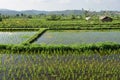 Rice Fields With Footpaths Royalty Free Stock Photo