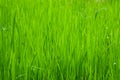 Rice fields or grass green Close up Royalty Free Stock Photo