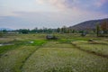 Rice fields and grazing buffalo. City Phai, Thailand