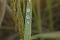 Drops of dew on rice leaves with natural green fields, cereals, seeds and farmers` gardens in Khon Kaen, Thailand