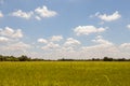 Rice fields,green tree and blue sky.Beautiful green field wallpaper. Royalty Free Stock Photo