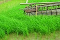 The The rice fields grow beautiful green.