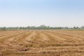 Rice fields after harvested Royalty Free Stock Photo