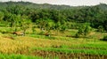 rice fields have been harvested