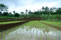 Rice fields that have just been planted