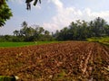 Rice fields that have just been plowed by buffalo (1)