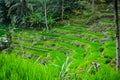 rice fields on hill slopes using the terracing method