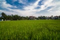 Rice Fields , Hoian City - Vietnam