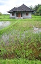 Rice fields and house, Bali, asia Royalty Free Stock Photo