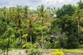 Rice fields, houses and vegetation in the town of Ubud, Bali, Indonesia