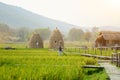 Rice fields at Huai Tung Tao Reservoir in Chiang Mai, Thailand. Royalty Free Stock Photo