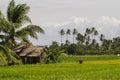 Rice fields with hut and coco palm trees. Tropical nature horizontal photo.