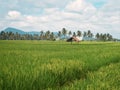 Rice fields, hut, shack, mountain scenery, palm trees Royalty Free Stock Photo