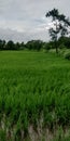 Rice fields India Royalty Free Stock Photo