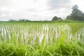 Rice fields in indonesia bali Royalty Free Stock Photo