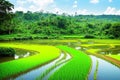 The rice fields in Indonesia have a simple water irrigation system.