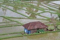 Rice fields in Jatiluwih Royalty Free Stock Photo