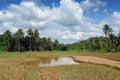 Rice fields with jungle Royalty Free Stock Photo