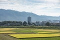 Rice fields Kameoka Kyoto Japan