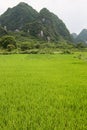 Rice fields and karst mountains landscape china