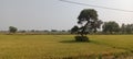 Rice fields during kharif crops. Royalty Free Stock Photo