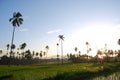 Rice fields Kotamobagu Royalty Free Stock Photo