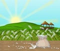 Rice fields landscape Vector. Sunshine background