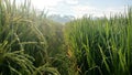 The rice fields are like splitting apart. The path between the green rice fields filled with fresh dew in the morning