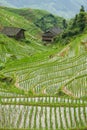 Rice fields in longshen china Royalty Free Stock Photo