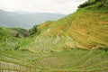Rice fields in longshen china Royalty Free Stock Photo