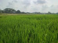 the rice fields look green before the rice appears
