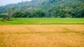 Rice fields in Magelang Royalty Free Stock Photo
