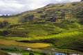 Rice fields Malagasy landscape. Royalty Free Stock Photo