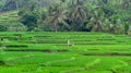 Rice fields in the morning Royalty Free Stock Photo