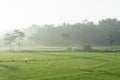 Rice fields in the morning light. rural feel landscape with valley in mist behind forest