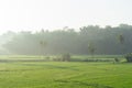 Rice fields in the morning light. rural feel landscape with valley in mist behind forest