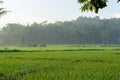 Rice fields in the morning light. rural feel landscape with valley in mist behind forest