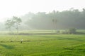 Rice fields in the morning light. rural feel landscape with valley in mist behind forest