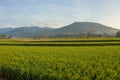 Rice fields with a mountain background