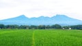 Rice fields, mountain and the sky