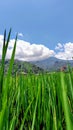 rice fields on the mountain slopes Royalty Free Stock Photo